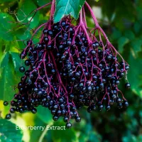 High in antioxidants and immune-boosting flavonoids